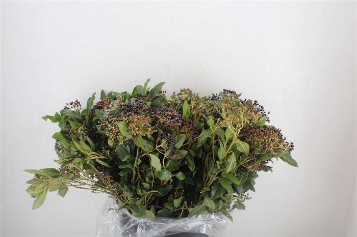 <h4>Viburnum Berry Red P Bunch</h4>