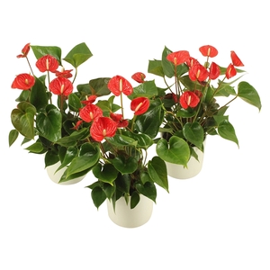 Anthurium XL.49 Arisa Sprite 14cm