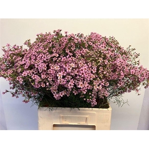 CHAME UN JUPITER SOL