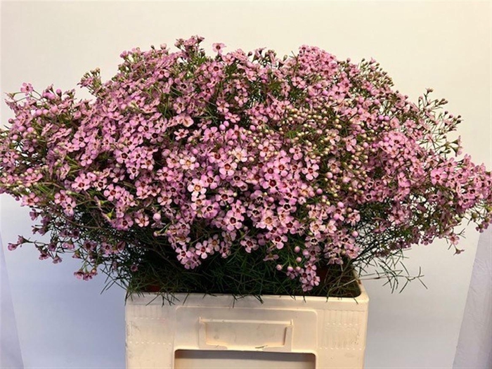 <h4>CHAME UN JUPITER SOL</h4>