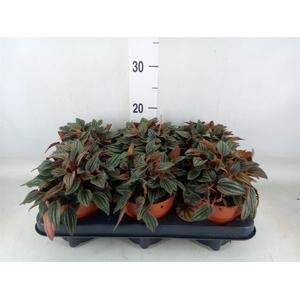 Peperomia caperata 'Lima'