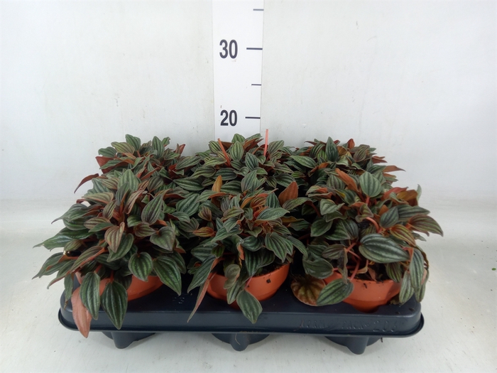 <h4>Peperomia caperata 'Lima'</h4>