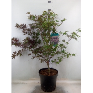 Acer palmatum 'Bloodgood'