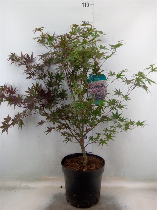 <h4>Acer palmatum 'Bloodgood'</h4>