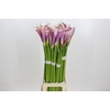 Zantedeschia Eydolls Purple White