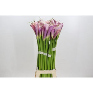 Zantedeschia Eydolls Purple White