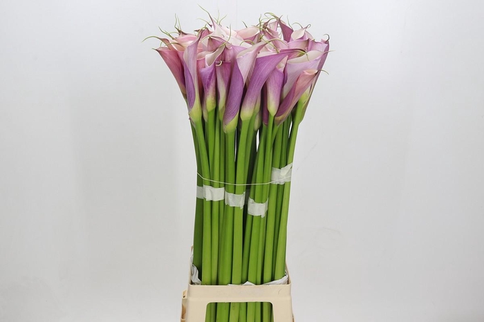 Zantedeschia Eydolls Purple White
