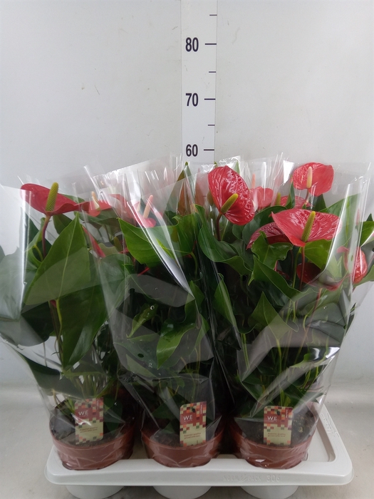 <h4>Anthurium andr. 'Felicita'</h4>