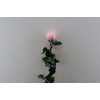 Ro Pres Stem 50cm Pink Soft