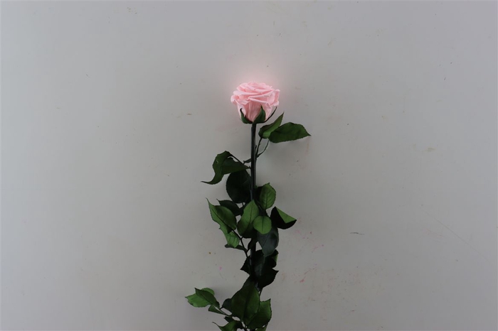 Ro Pres Stem 50cm Pink Soft