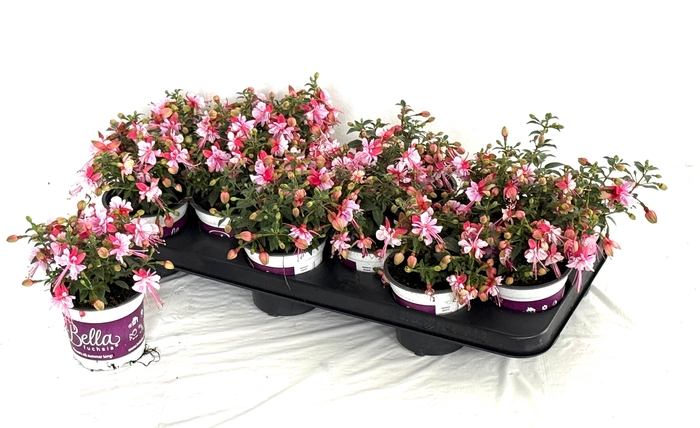 <h4>FUCHSIA B F BIANCA</h4>