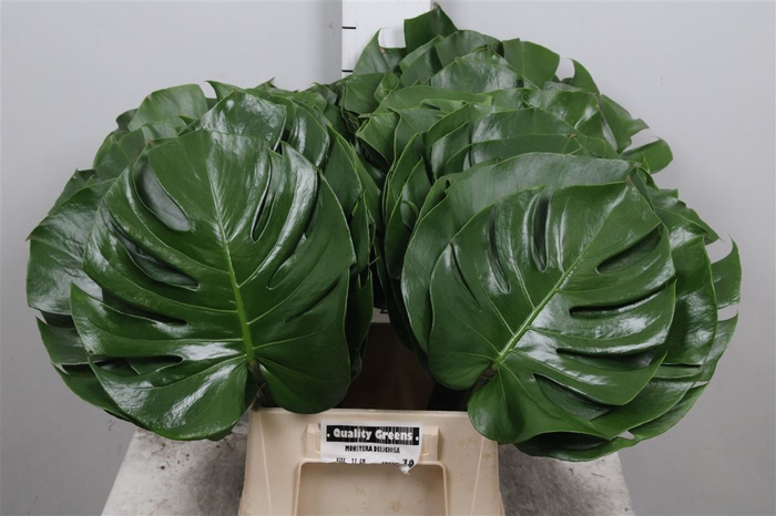 <h4>Monstera Blad 27cm</h4>