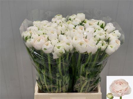 <h4>Cloni Hanoi X100</h4>