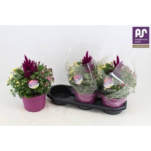 PERKPL GEM IN POT
