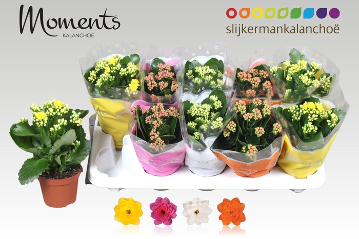 <h4>KAL GE GEM 4 KL</h4>