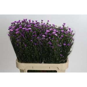 Aster Casarosa