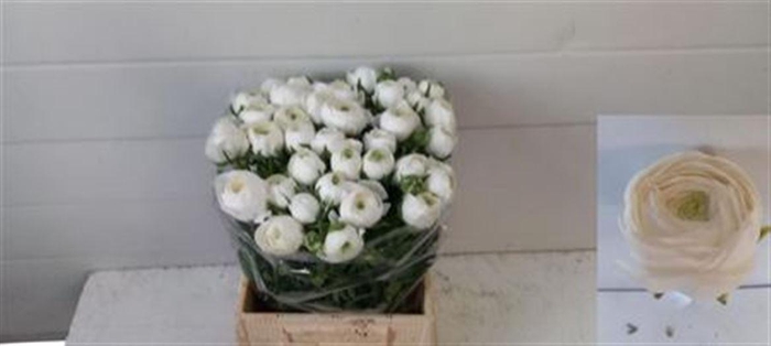 <h4>Ran Azur Snowflake</h4>