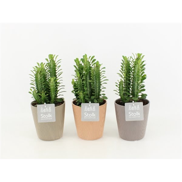 <h4>Euphorbia Trigona Groen in Ruby Keramiek</h4>