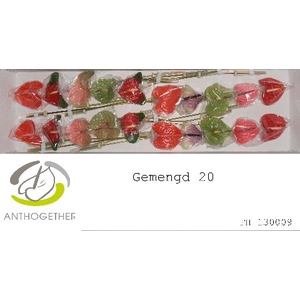 Anthurium Mix Simply Red