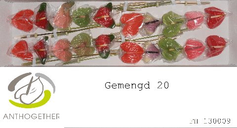 <h4>Anthurium Mix Simply Red</h4>