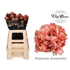 PAEONIA AMARETTO x 20