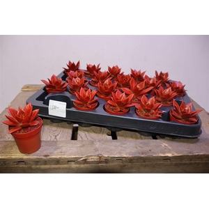 arr8 Echev Miranda Red