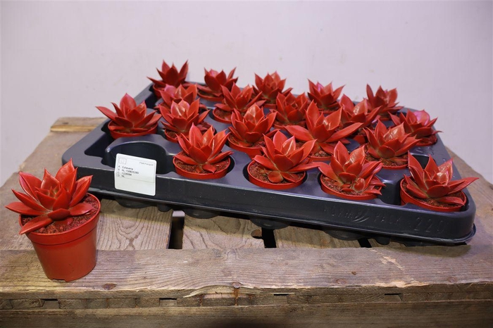 <h4>arr8 Echev Miranda Red</h4>