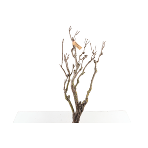 Syringa Branch Extra Charlet
