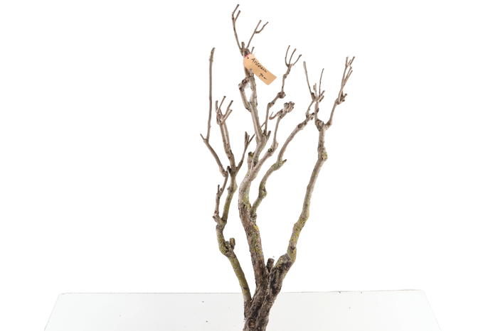 <h4>Syringa Branch Extra Charlet</h4>
