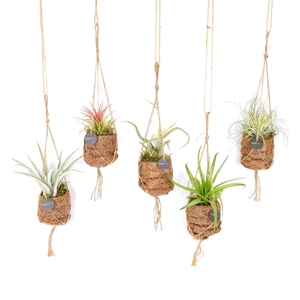 Kokodama Birdnest 7 cm Tillandsia mix