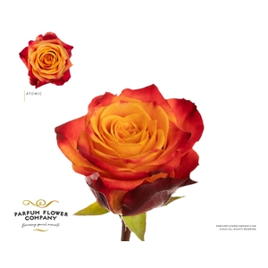 Rosa Premium Atomic