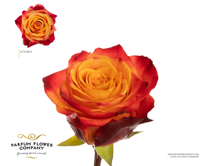 <h4>Rosa Premium Atomic</h4>