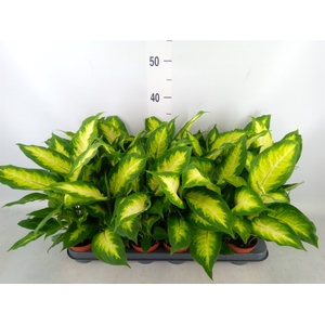 Dieffenbachia  'Camilla'