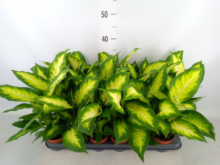 <h4>Dieffenbachia  'Camilla'</h4>