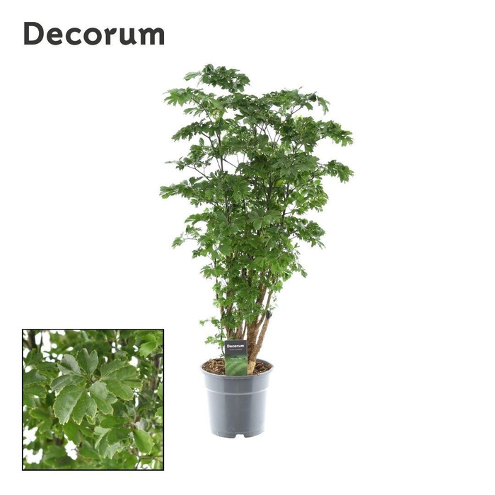 <h4>Polyscias Roble vertakt</h4>