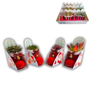 Arrangementen Kerst 6%