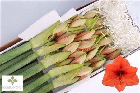 <h4>Hipp Desire</h4>