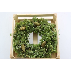 Wr Jeneverbes Pinea 40cm