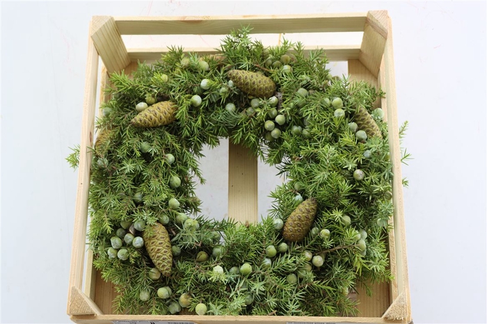 <h4>Wr Jeneverbes Pinea 40cm</h4>