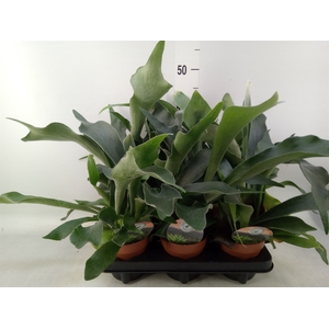 Platycerium bifurc.