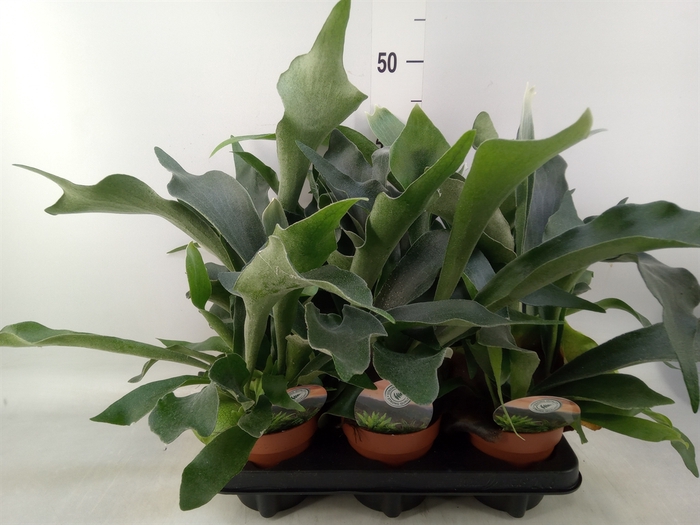 <h4>Platycerium bifurc.</h4>