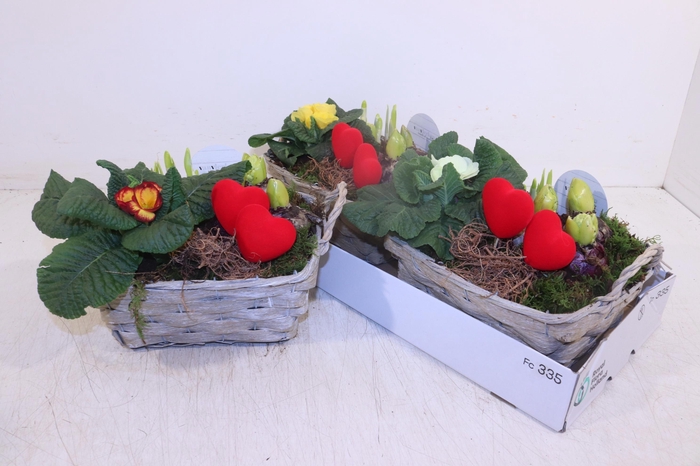 <h4>ARR TUINPLANTEN</h4>