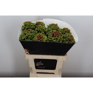 Brassica (fr) Wx Olive