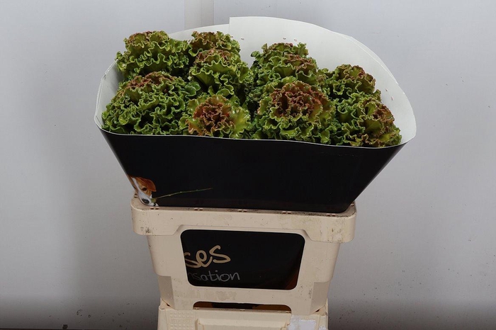 <h4>Snijgroen Brass Klb H</h4>