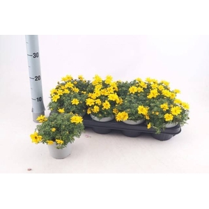 BID YELLOW CHARM