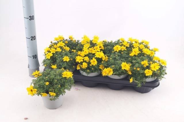 <h4>BID YELLOW CHARM</h4>