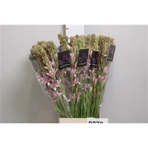 Polianthes tub. 'Pk Sapphire'
