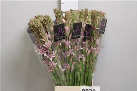 <h4>Polianthes tub. 'Pk Sapphire'</h4>