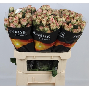 R TR GEN TRENDSETTER