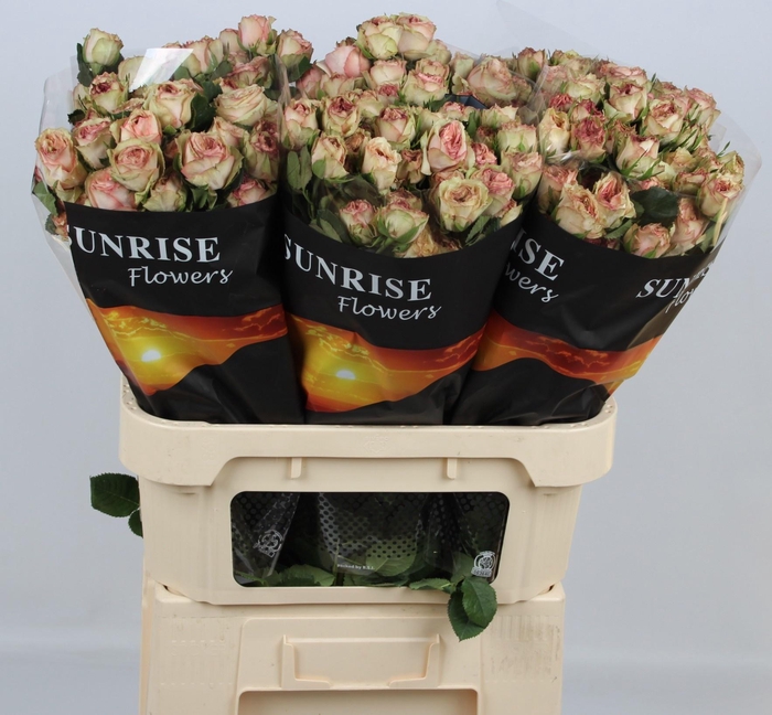 <h4>R TR GEN TRENDSETTER</h4>